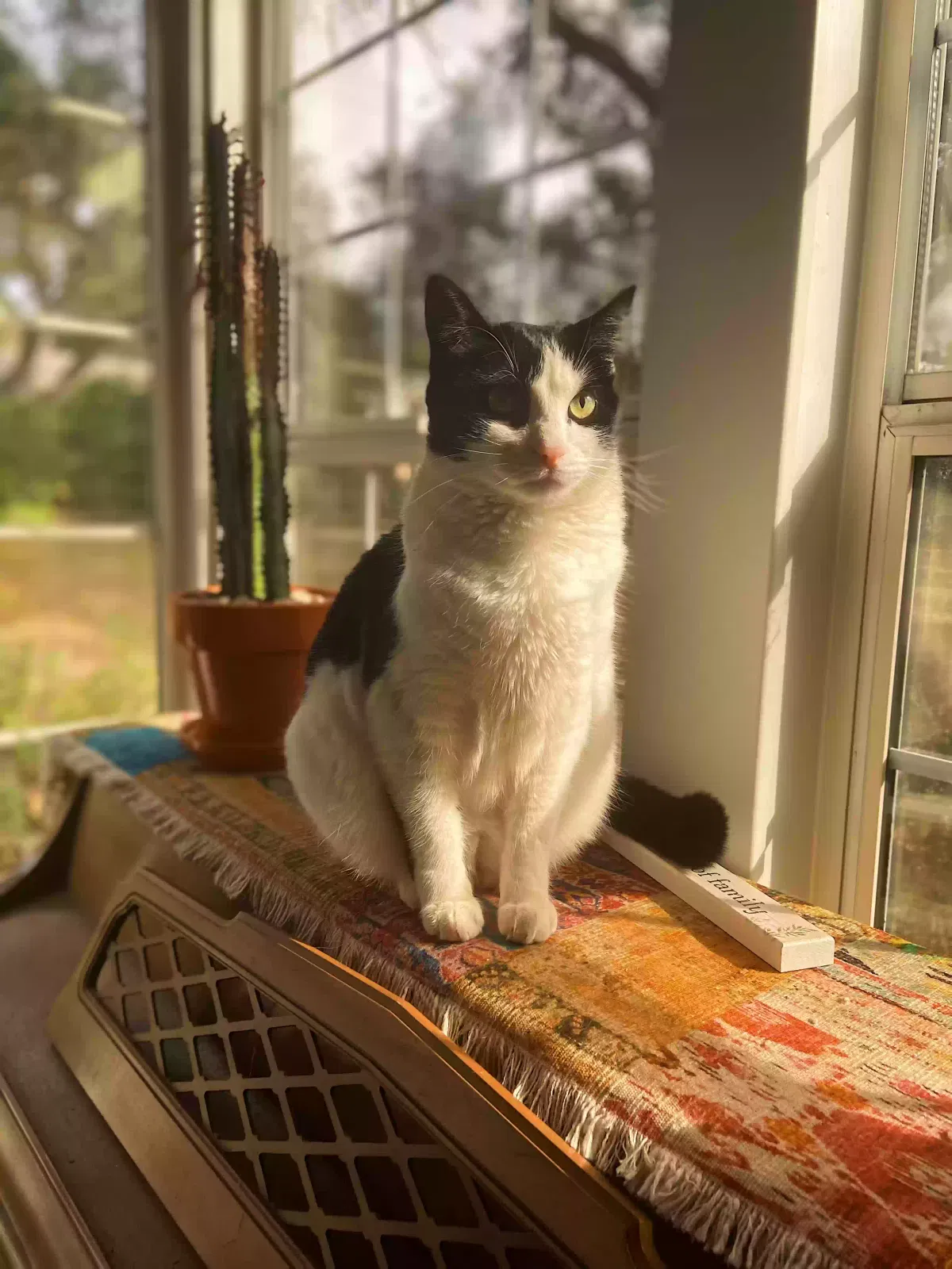 Lost cat in Santa Barbara, CA, 93105