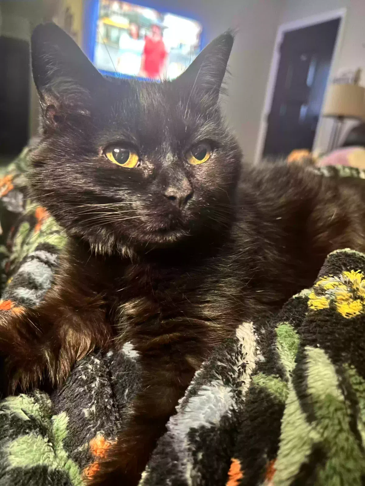 Lost cat in South Plainfield, NJ, 7080