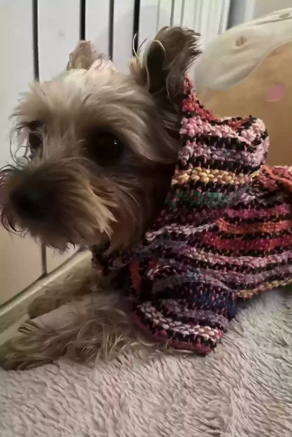 Lost dog in Spring Valley, CA, 91977