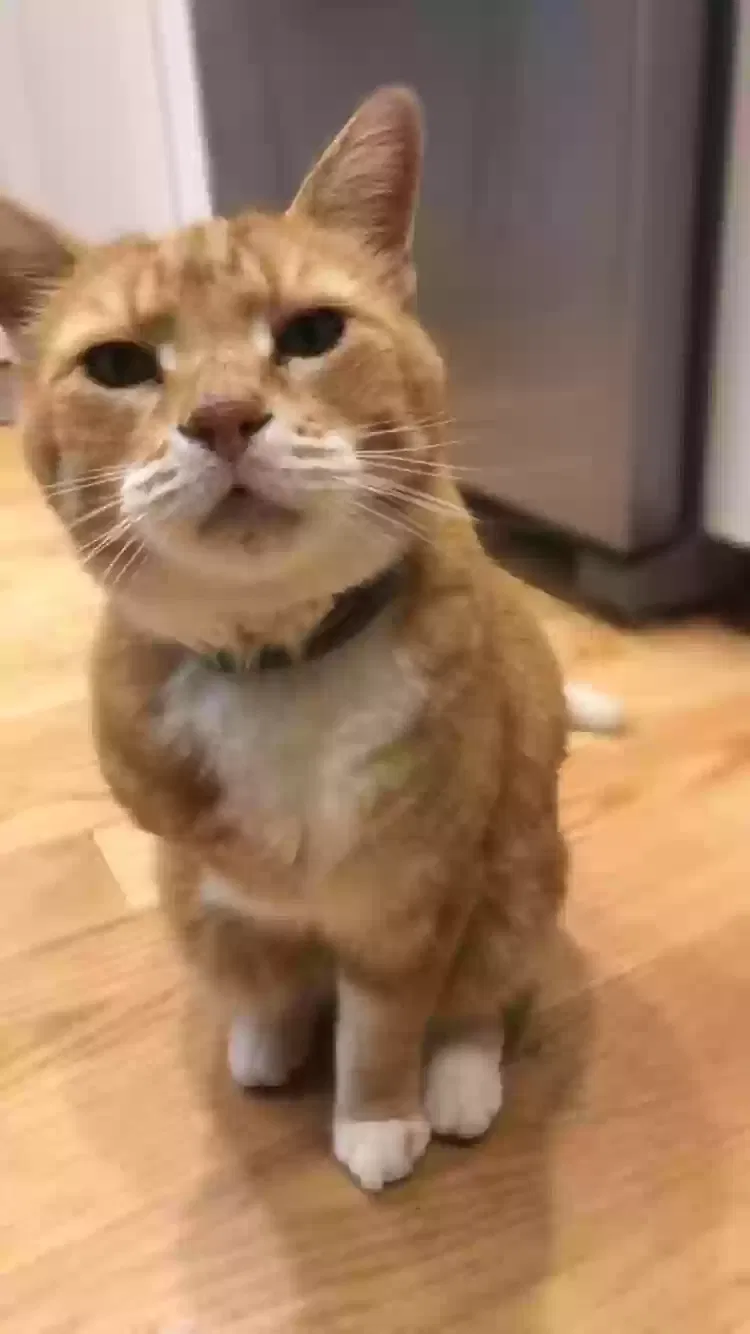 Lost cat in Wilmington, OH, 45177