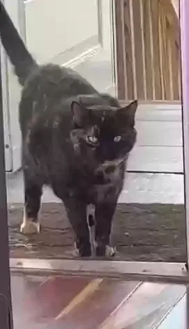 Lost cat in Atlanta, GA, 30316