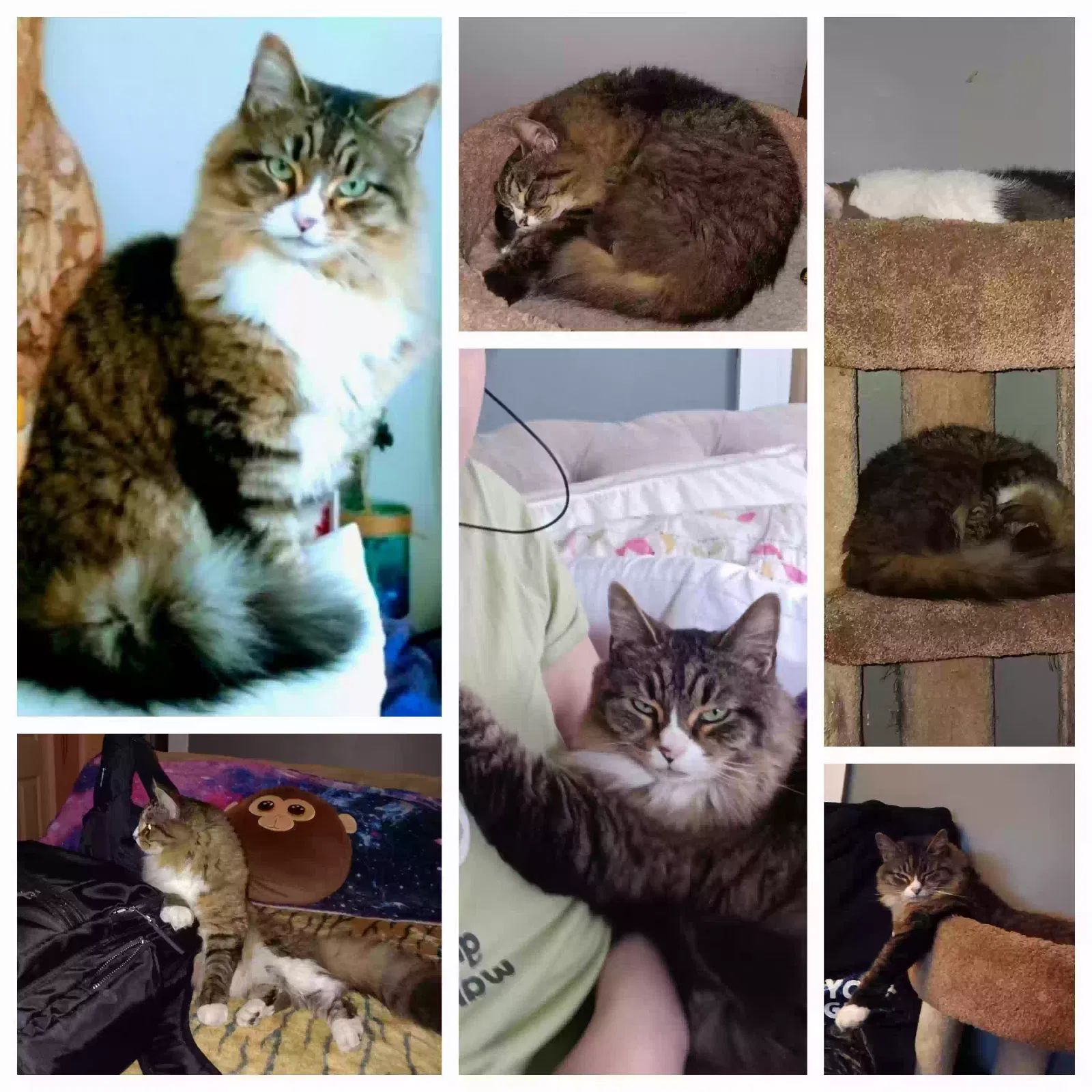 Lost cat in East Providence, RI, 2914