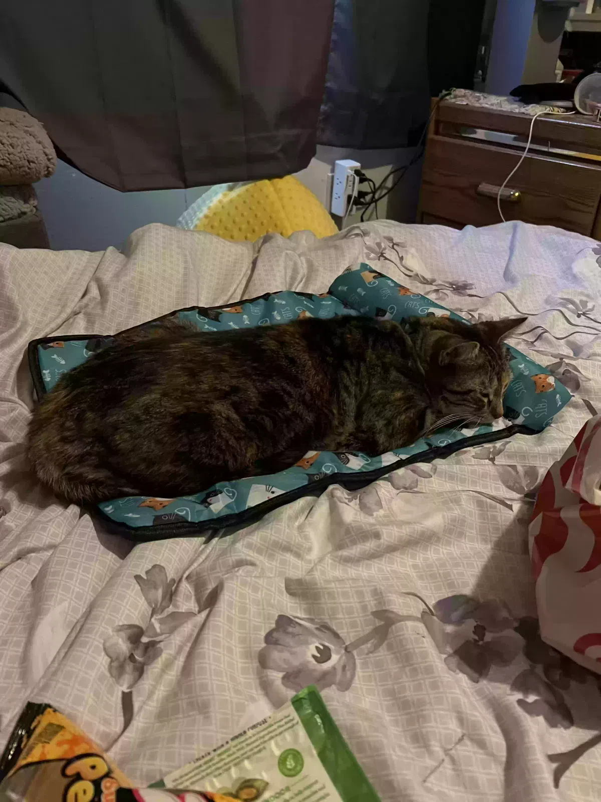 Lost cat in El Sobrante, CA, 94803