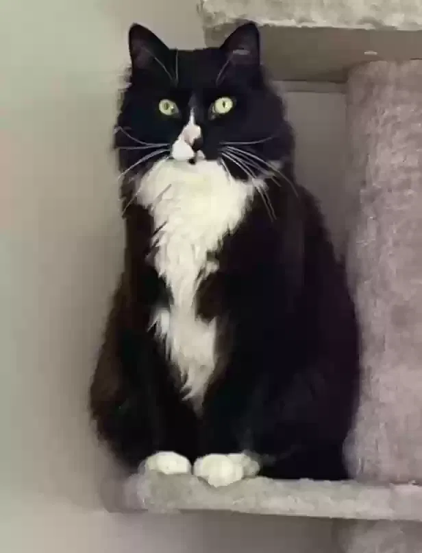 Lost cat in Lowell, MA, 1850