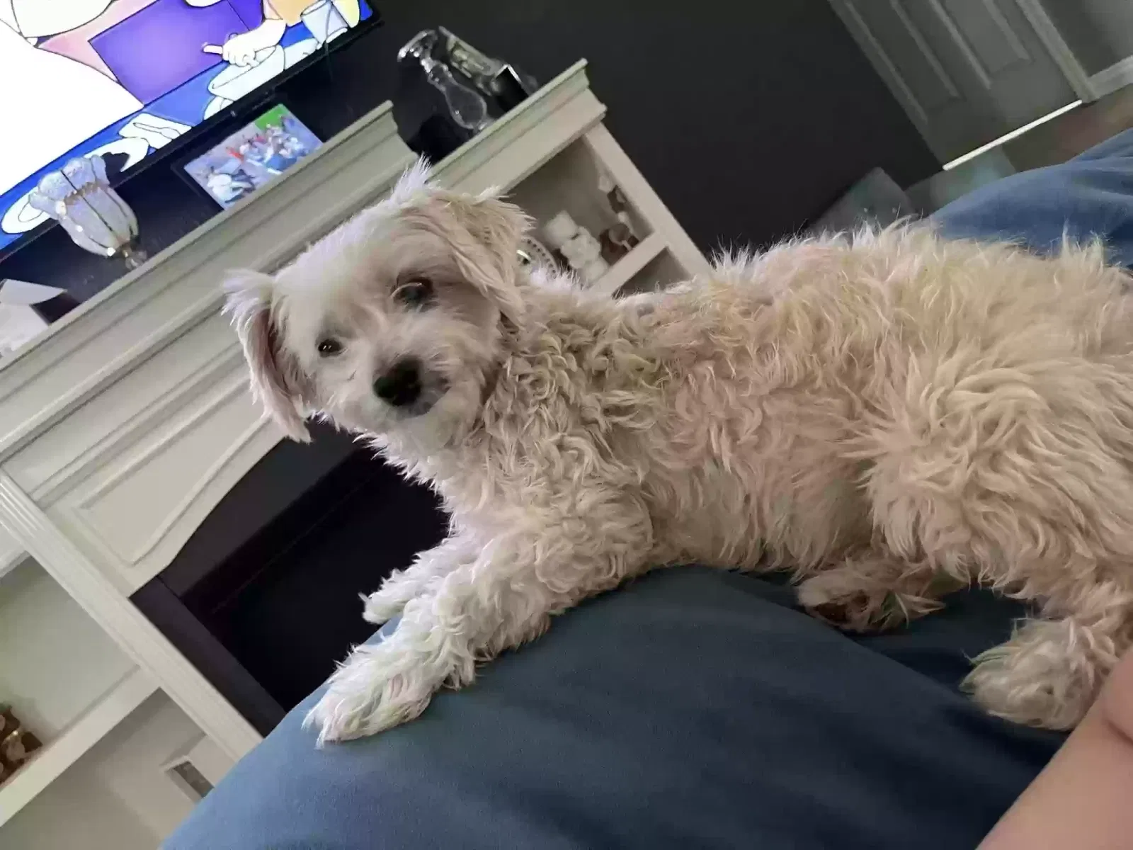 Lost dog in Phoenix, AZ, 85031