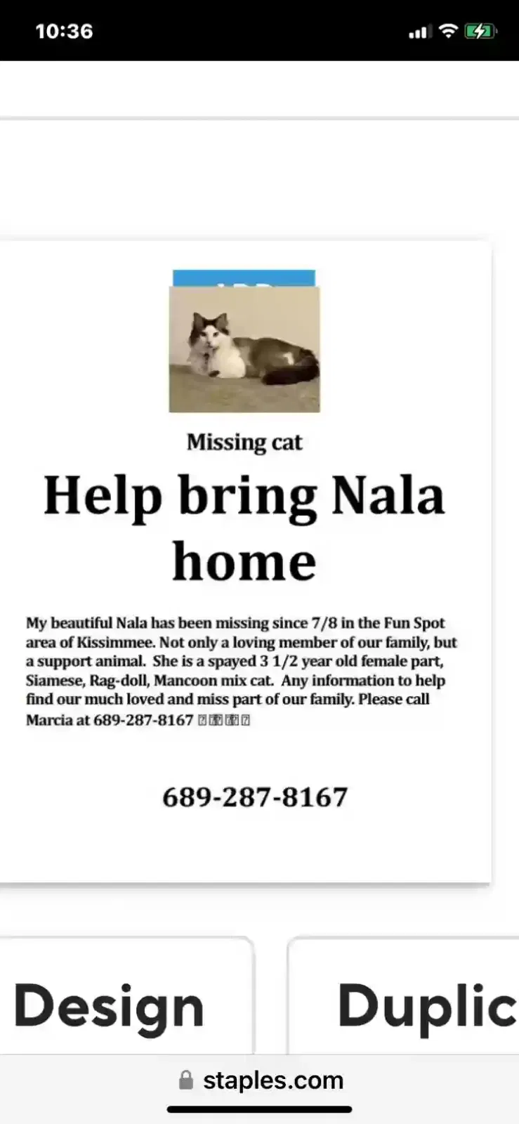 Lost cat in Kissimmee, FL, 34747