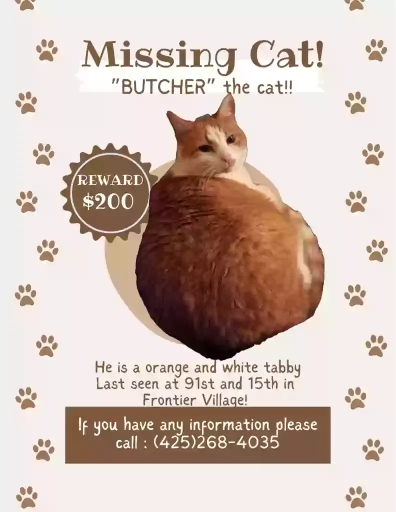 Lost cat in Lake Stevens, WA, 98258