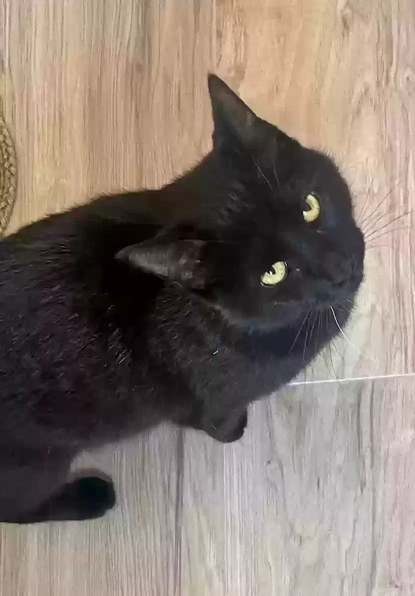 Lost cat in Palmetto, FL, 34221