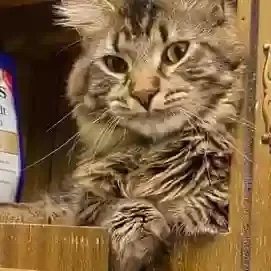 Lost cat in Saint Cloud, MN, 56303