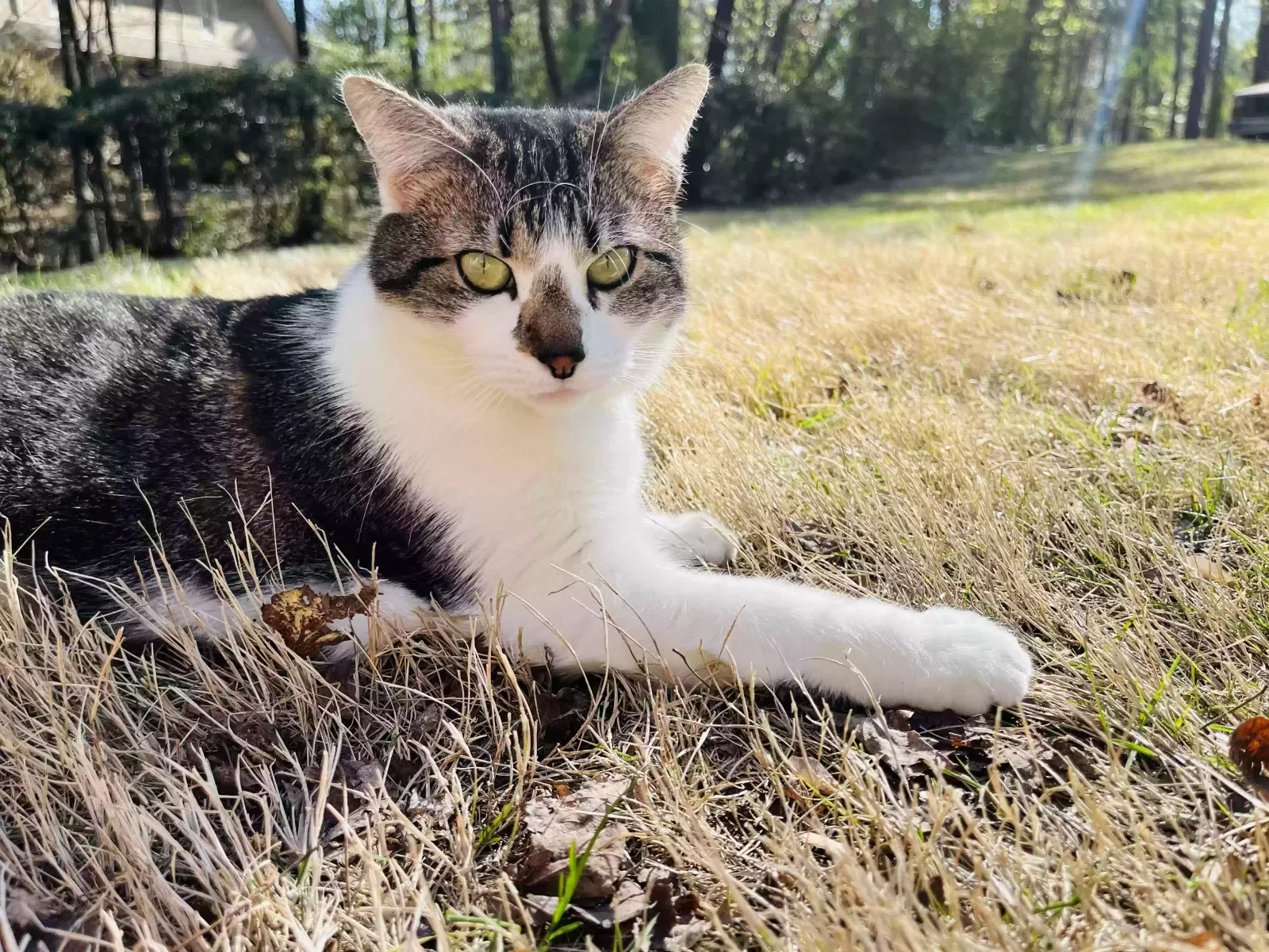 Lost cat in Birmingham, AL, 35244