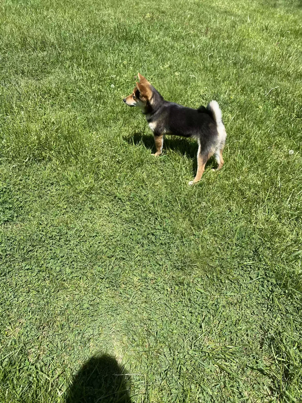 Lost dog in Patchogue, NY, 11772