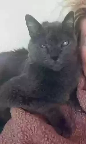 Lost cat in Chesterton, IN, 46304
