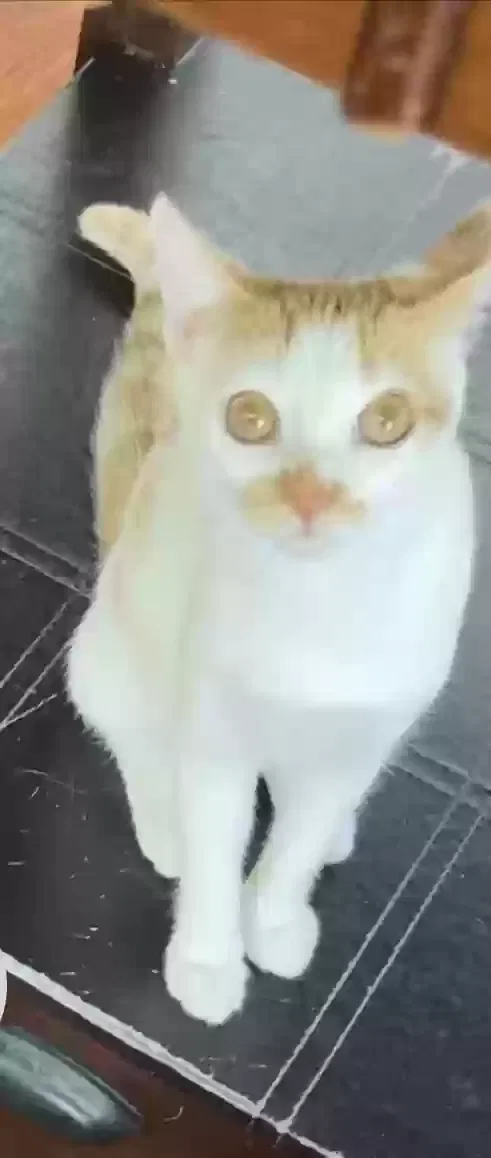Lost cat in Greer, SC, 29651