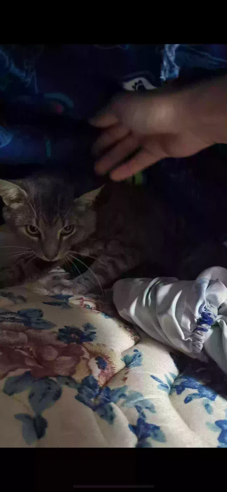 Lost cat in Temecula, CA, 92592
