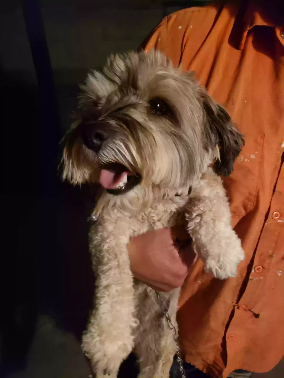 Found dog in Albuquerque, NM, 87112