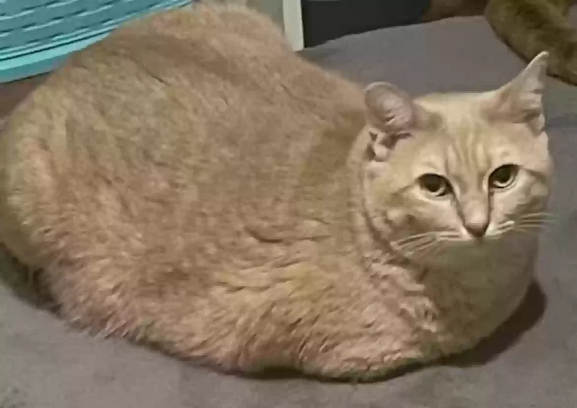 Lost cat in Gautier, MS, 39553