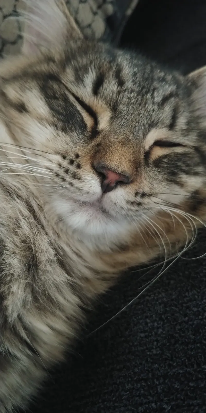 Lost cat in Tacoma, WA, 98444
