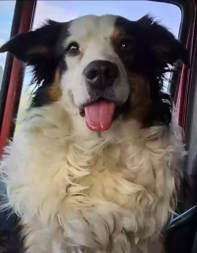 Lost dog in Huntley, IL, 60142
