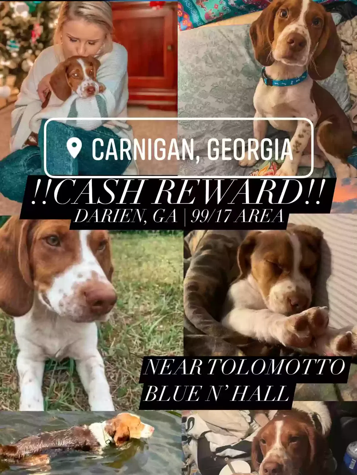 Lost dog in Darien, GA, 31305