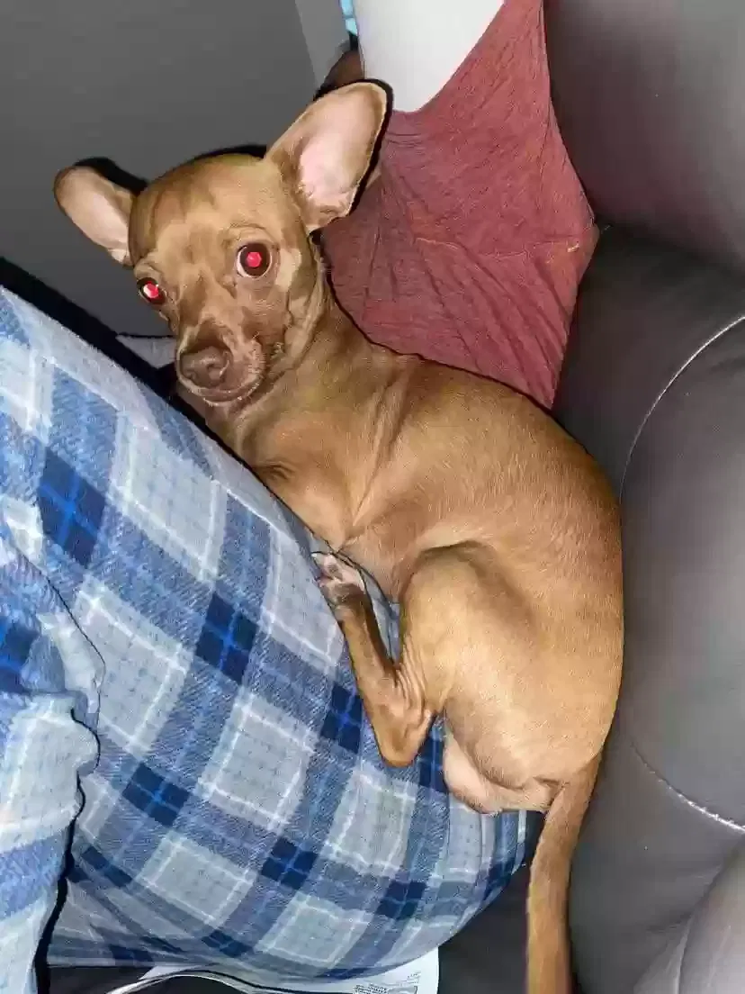 Lost dog in Chicago, IL, 60638