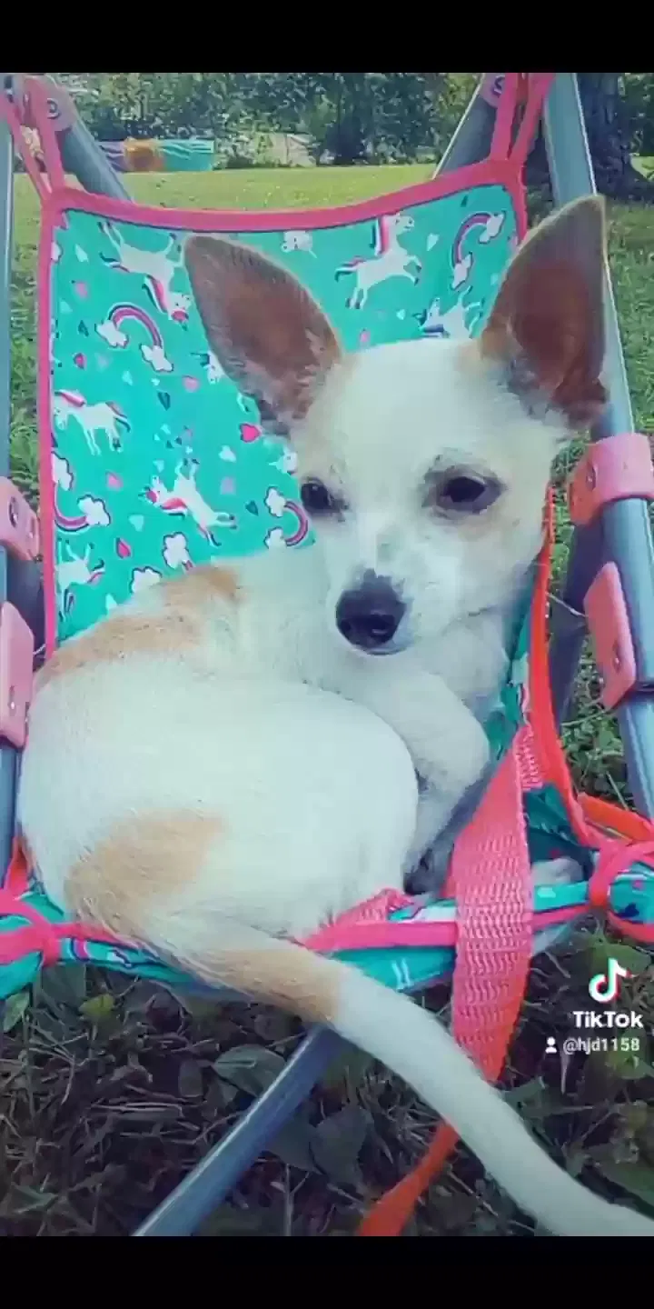 Lost dog in Etowah, TN, 37331