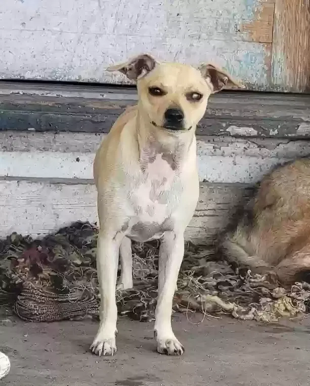 Lost dog in Corpus Christi, TX, 78416