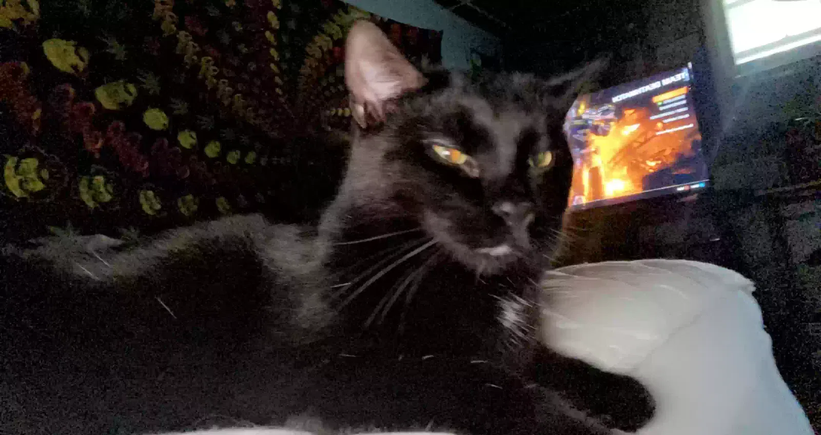 Lost cat in Tolland, CT, 6084