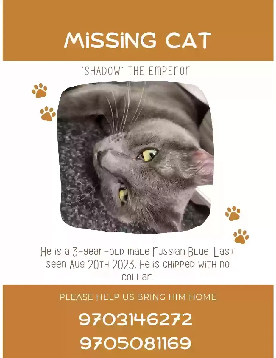 Lost cat in Port Orange, FL, 32129