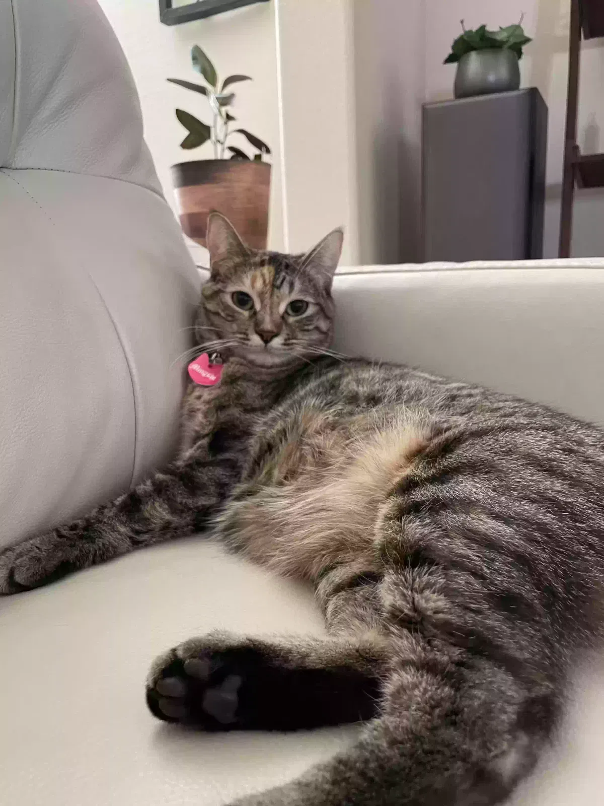 Lost cat in Northridge, CA, 91324