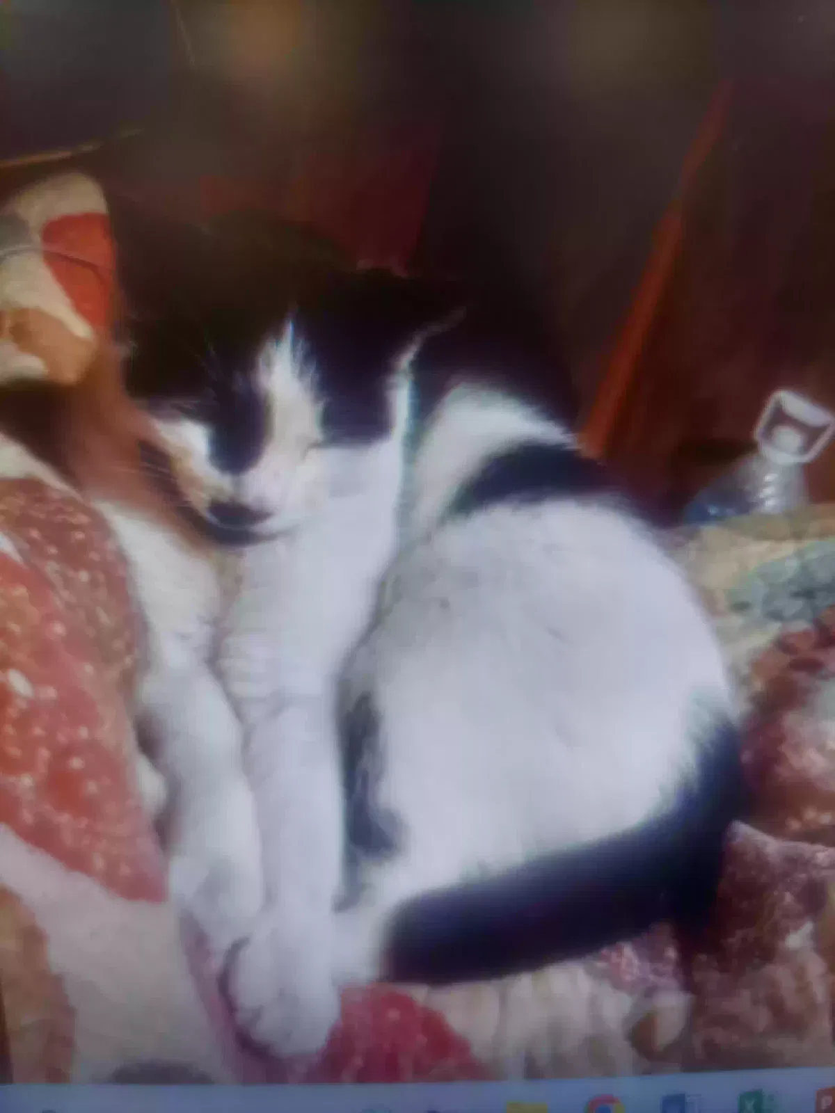 Lost cat in Mesa, AZ, 85205