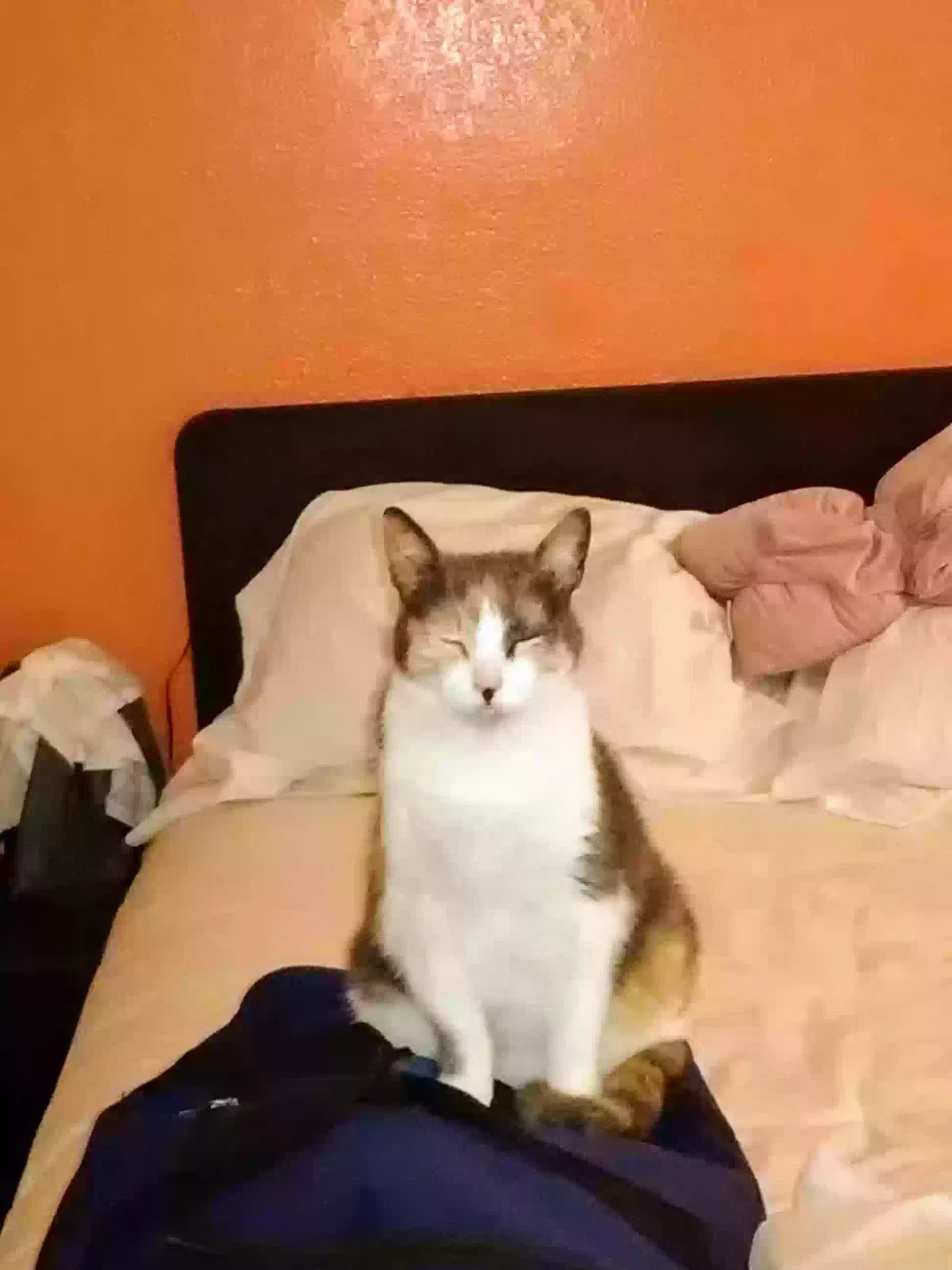 Lost cat in Denton, TX, 76201