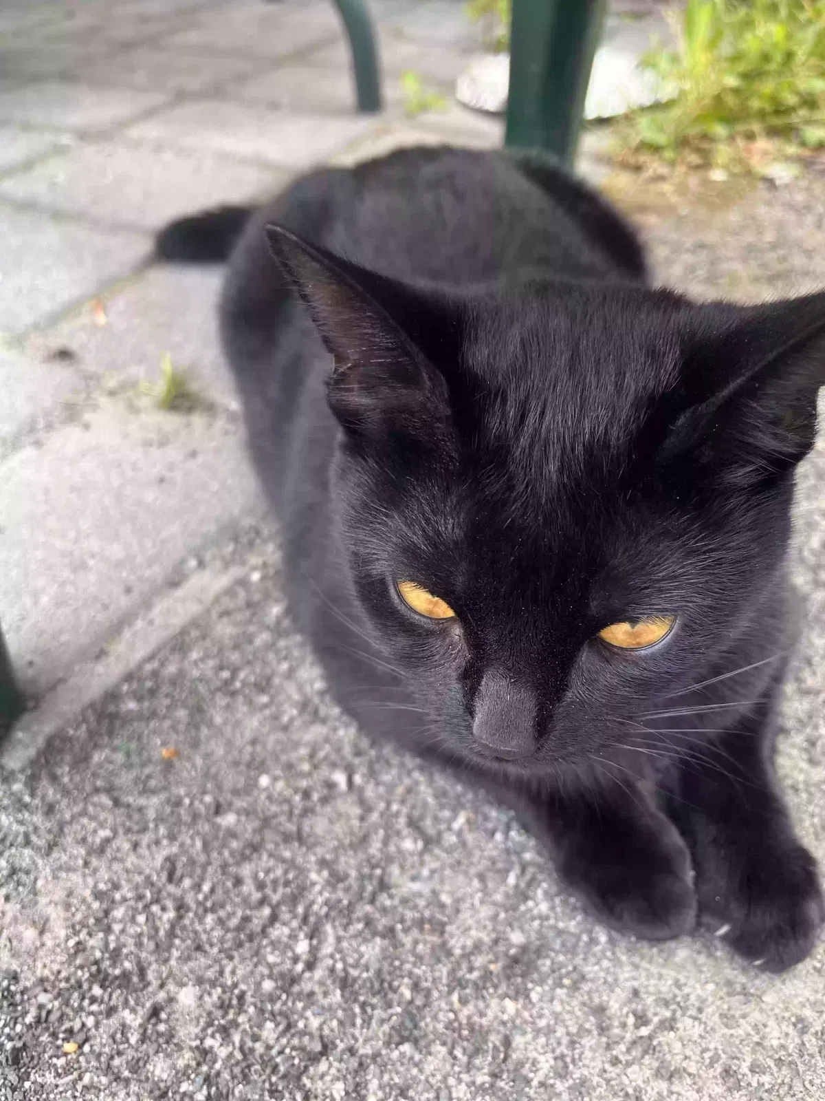 Lost cat in Hackensack, NJ, 7601