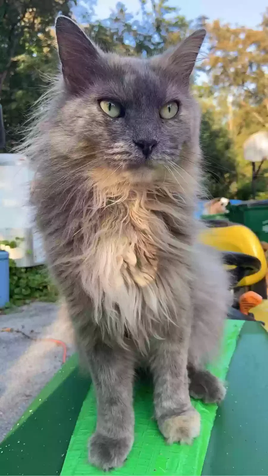 Lost cat in Hopewell Junction, NY, 12533