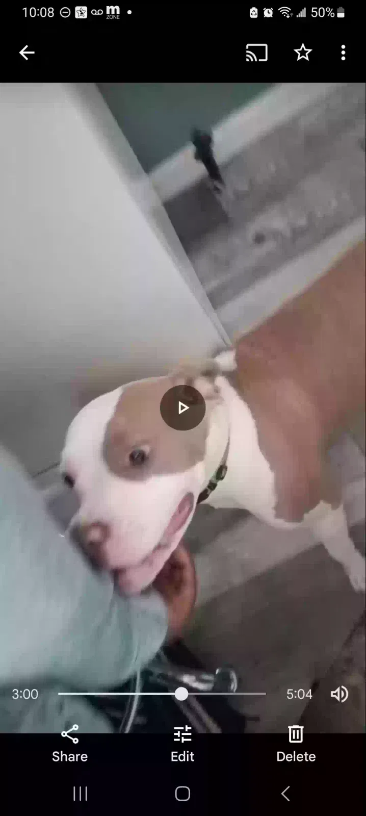 Lost dog in Cincinnati, OH, 45211