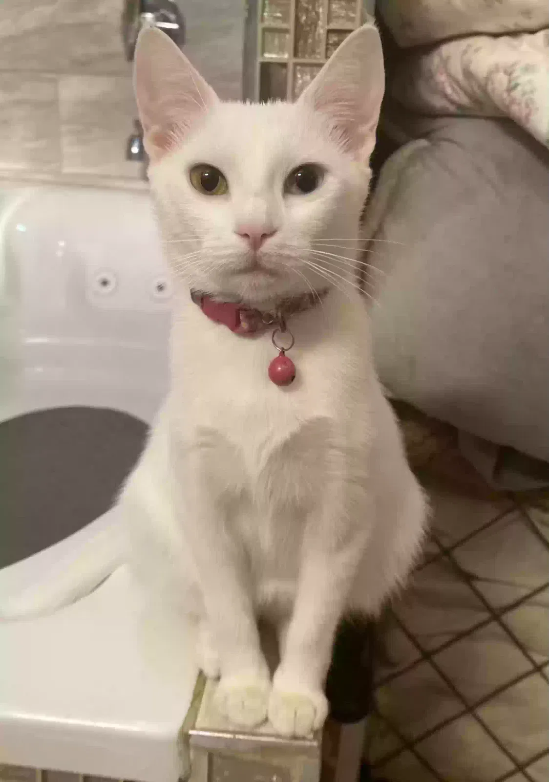 Lost cat in Brooklyn, NY, 11207