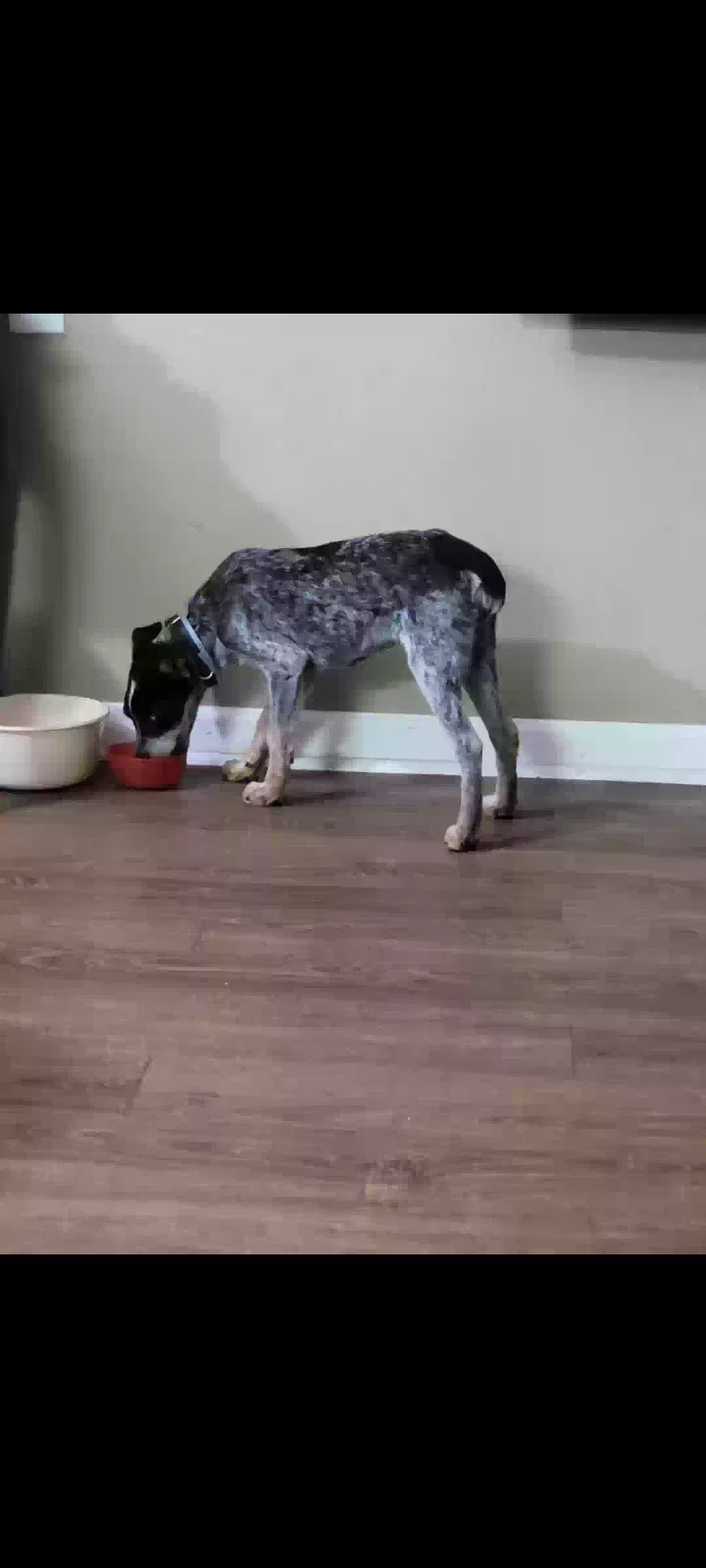 Lost dog in Benton, AR, 72019