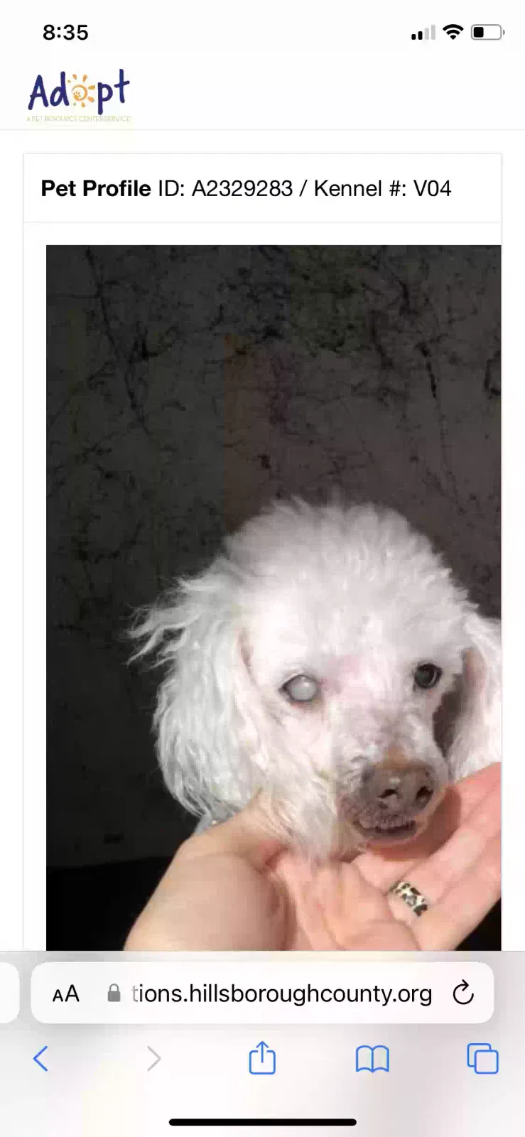 Found dog in Unknown, FL, 0