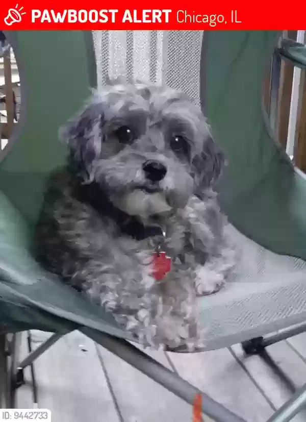 Lost dog in Chicago, IL, 60637