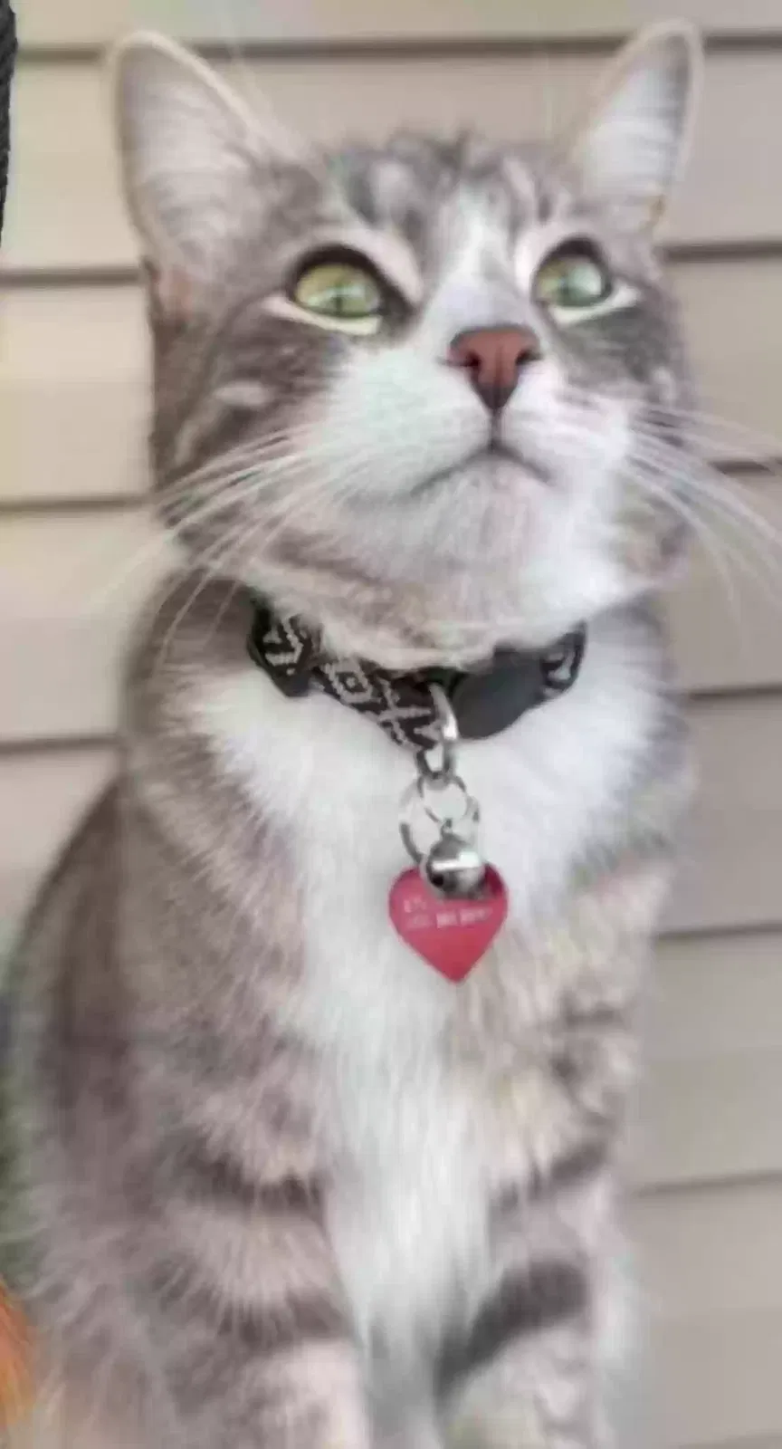Lost cat in Cedar City, UT, 84720