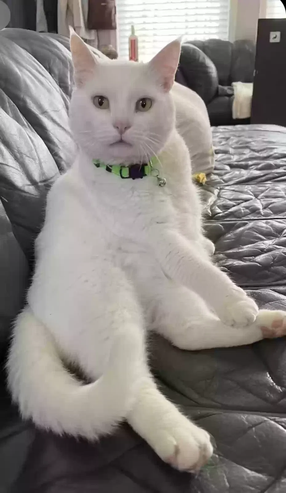 Lost cat in Alpharetta, GA, 30022