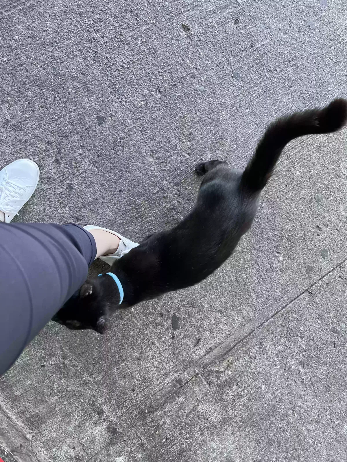 Found cat in Brooklyn, NY, 11232