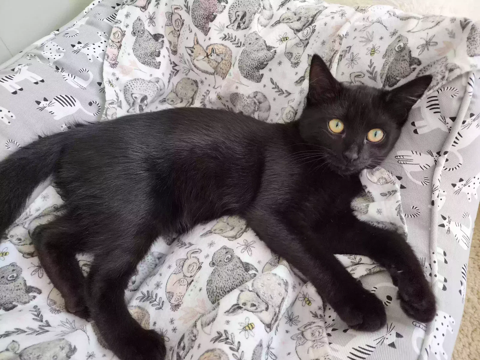 Lost cat in Xenia, OH, 45385