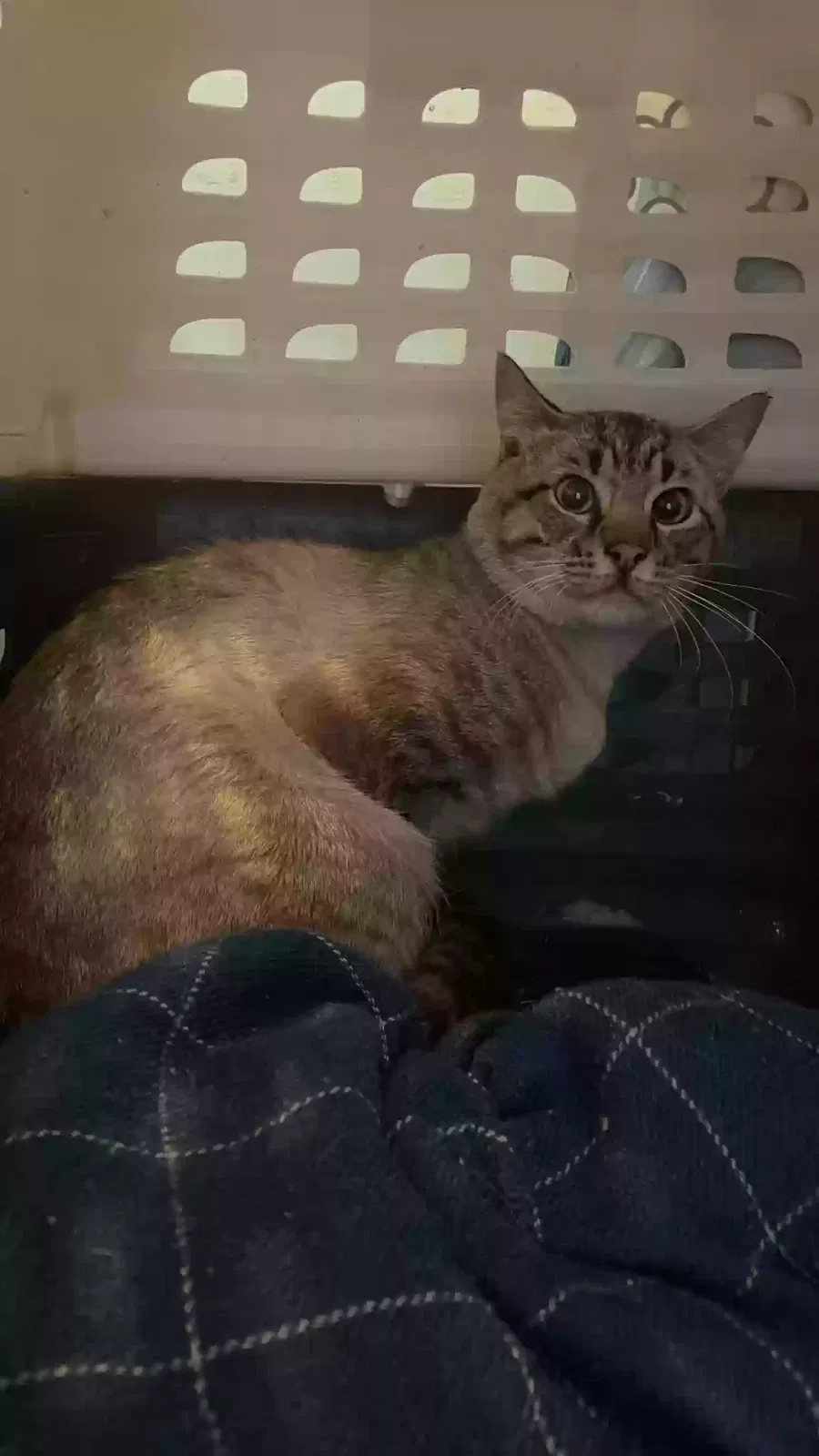 Lost cat in Port Orchard, WA, 98367