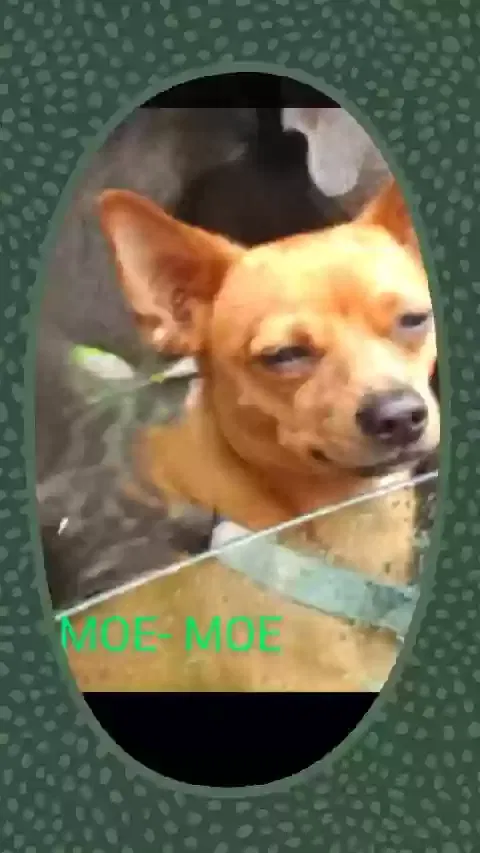 Lost dog in Slidell, LA, 70458