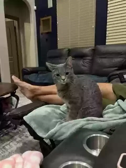 Lost cat in Richmond, TX, 77469