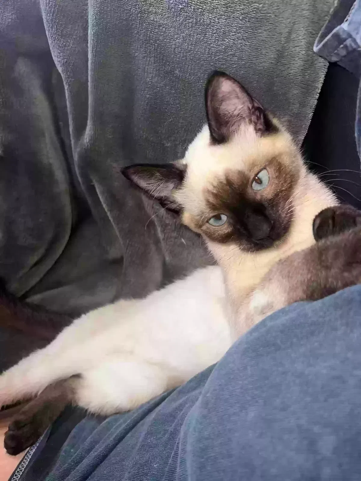 Lost cat in Tacoma, WA, 98409
