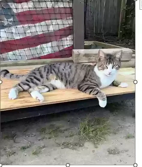 Lost cat in Kingwood, TX, 77339