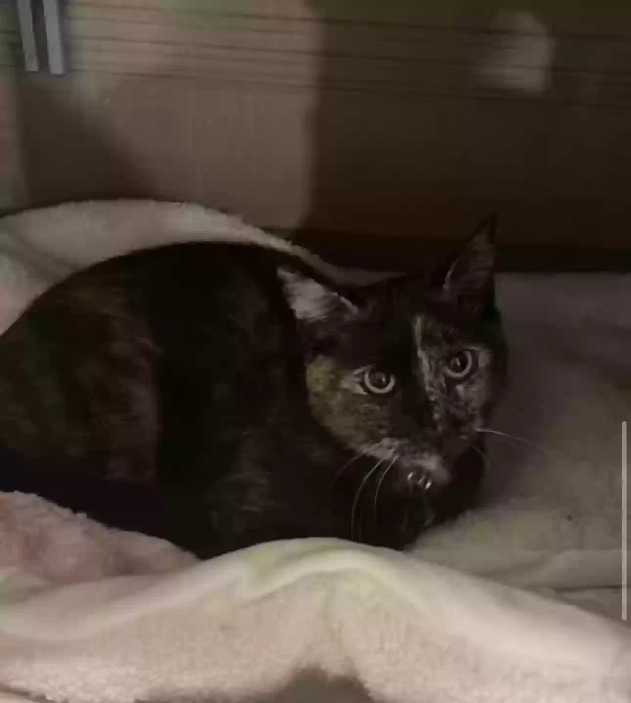 Lost cat in New Haven, CT, 6511