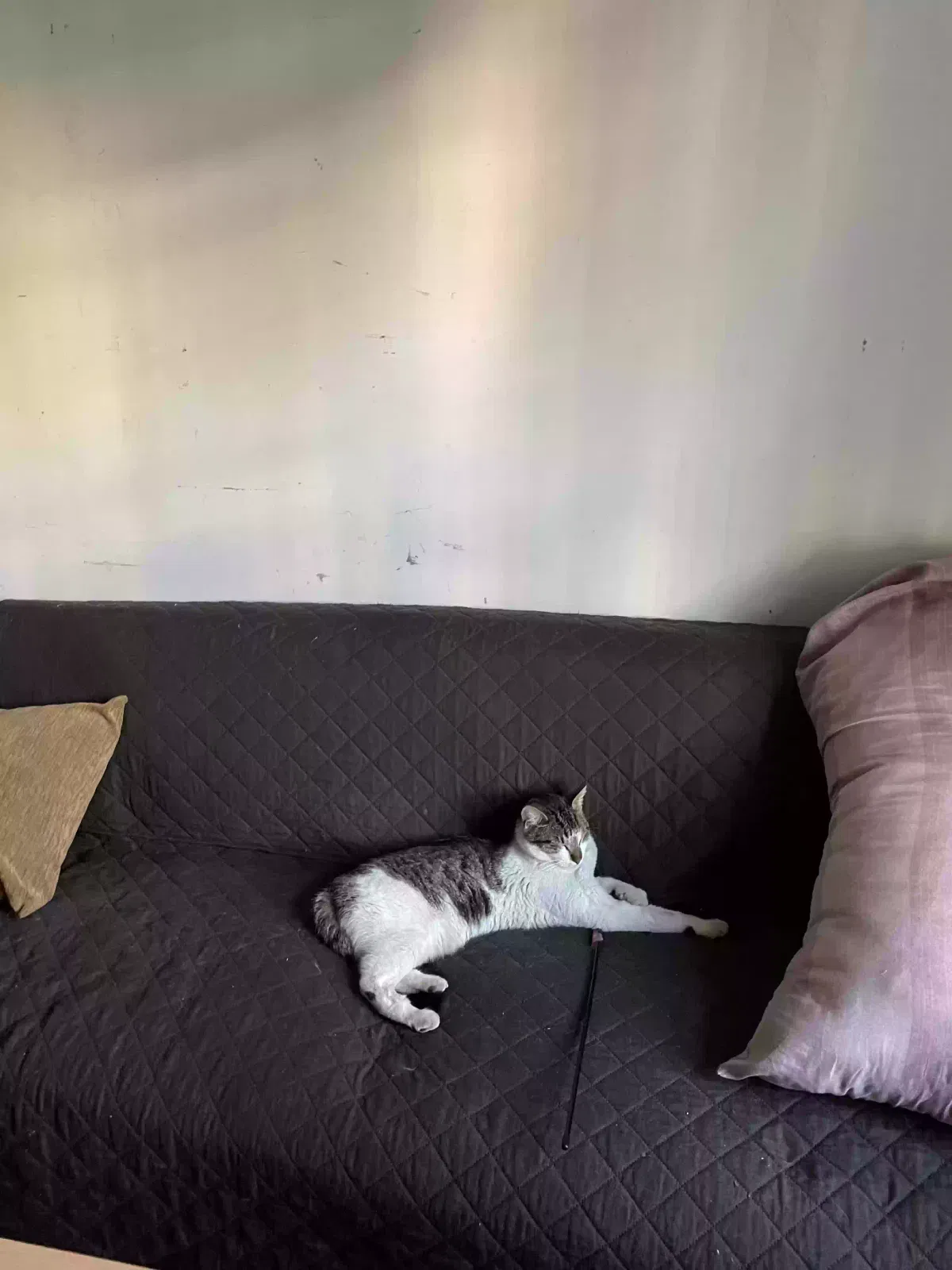 Lost cat in Richmond Hill, NY, 11418