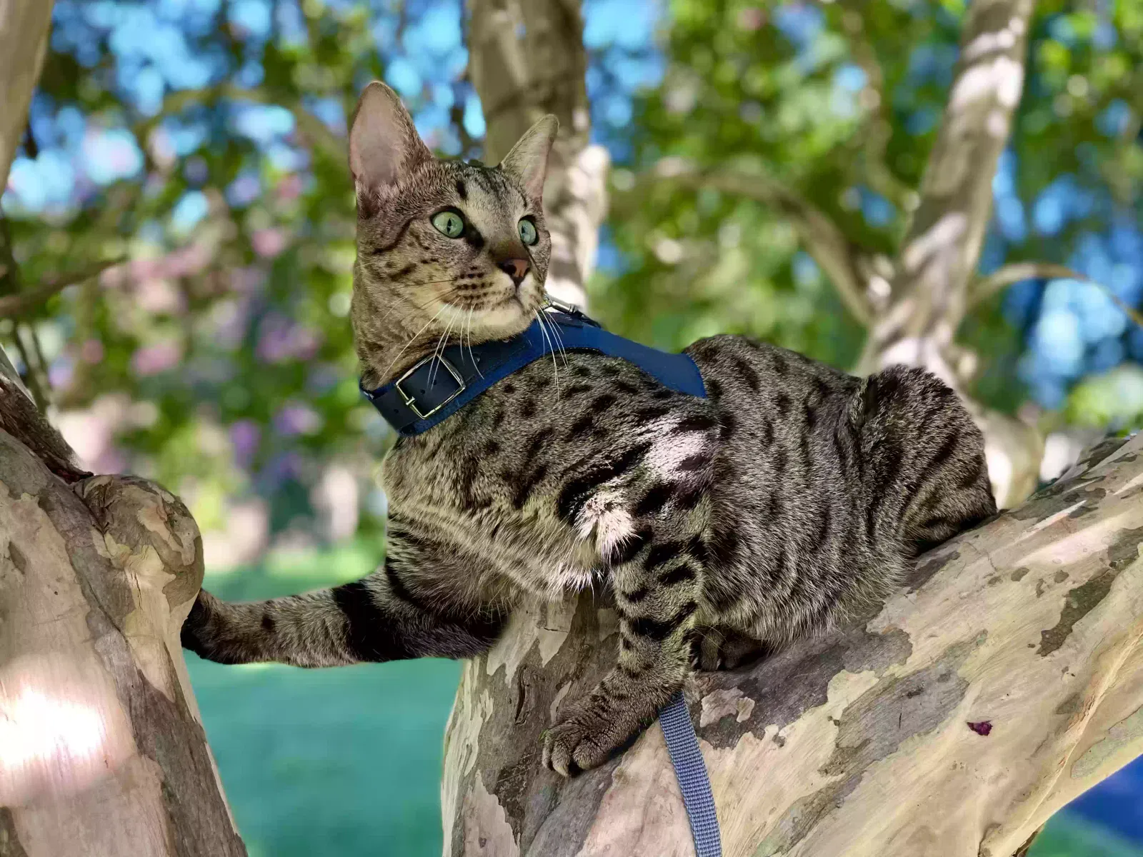 Lost cat in Acworth, GA, 30102